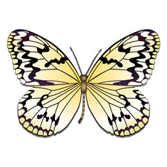 der Zitronenfalter / brimstone butterfly