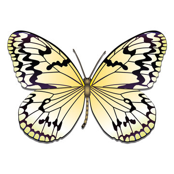 yellow butterfly with black wing edges clip art preview