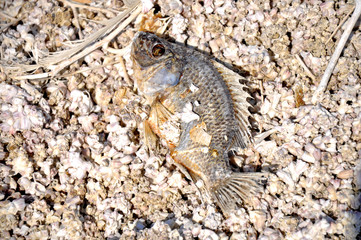 Toter Fisch