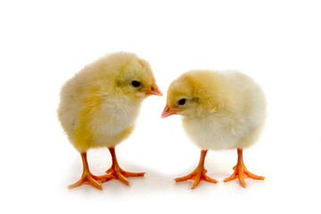 Chickens