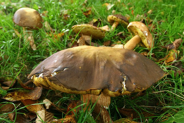 Boletus