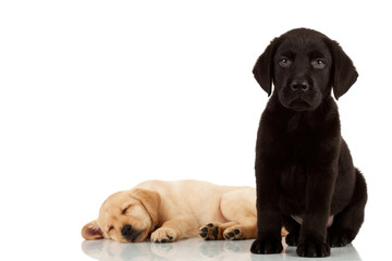 two cute labrador puppies