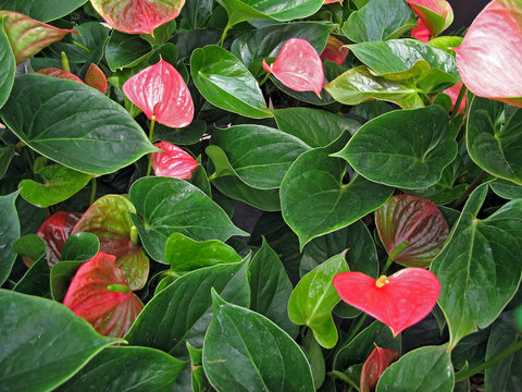 Flamingoblume - flamingo flower - Anthurium