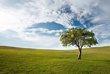 Fototapeta na wymiar tree against the blue sky