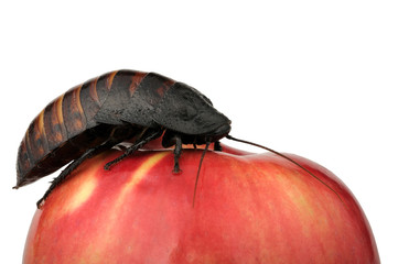 cockroach on the apple