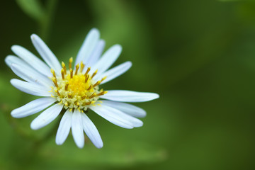 Obraz premium 孔雀草