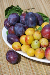 Pflaumen Mirabellen Reineclaude