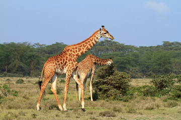 Fototapeta premium Rothschild giraffe in Kenya