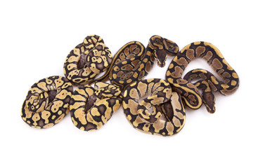 Baby Ball or Royal Pythons, Firefly, Fire and Pastel morphs, on