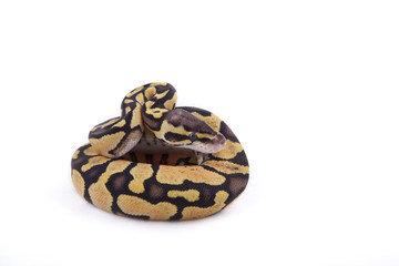 Baby Ball or Royal Python, Firefly morph, on white background