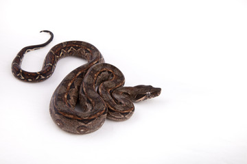 Baby Sonoran Desert Boa constrictor on white background