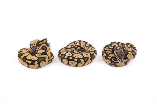 Three baby Ball or Royal Pythons, Firefly morph, in a row on whi