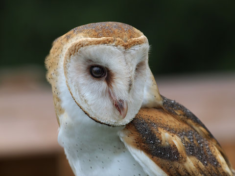 Common Barn Owl