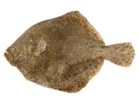 Steinbutt