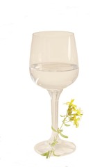 glass of wine