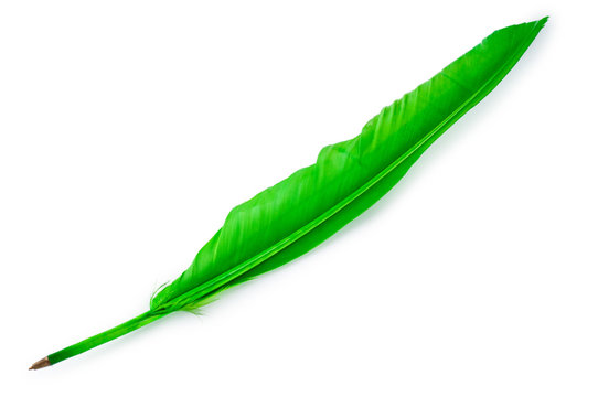 Writing feather isolated on the white background
