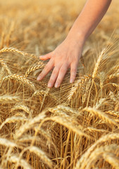 Woman hand touching wheat