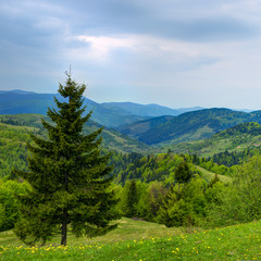 Fototapeta na wymiar Beautiful landscape in Carpathian mountains