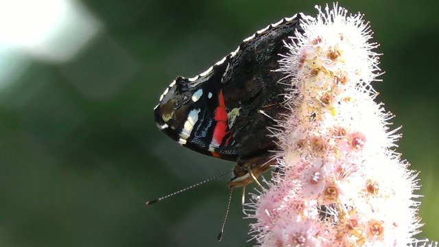 Admiral - Billards Spierstrauch - Makro