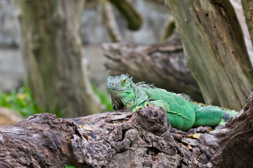 green iguana