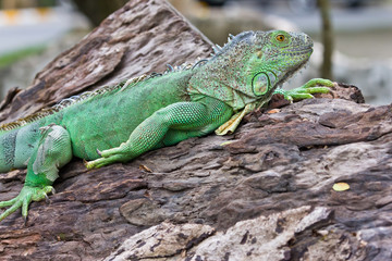 green iguana