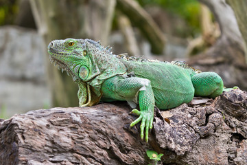 green iguana