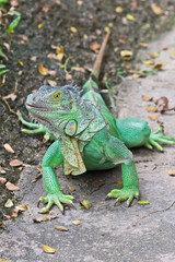 green iguana