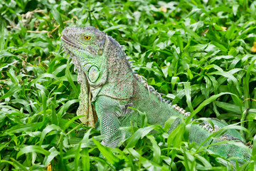green iguana