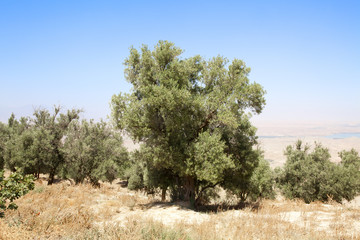 Obraz premium Oliviers