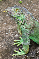 green iguana