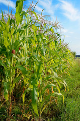 Obraz premium corn on a vegetable garden