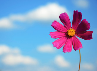 flower on a background sky