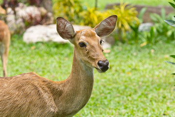 portrait of deer