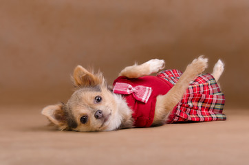 Funny chihuahua puppy wearing red kilt lying