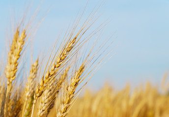 Rye ears and blue sky