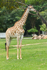 portrait of giraffe