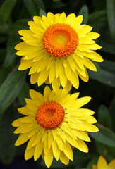 Helichrysum, Strohblume
