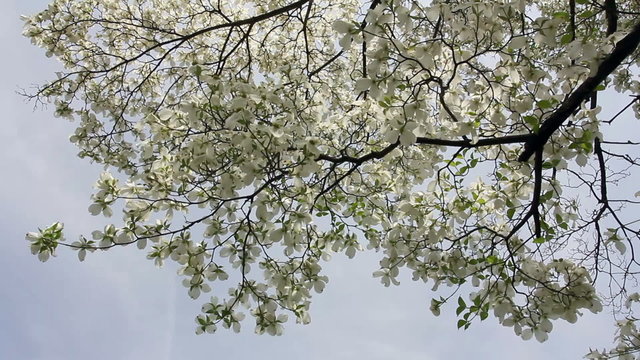 White dogwood branch