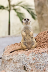 Fototapeta premium portrait of meerkat