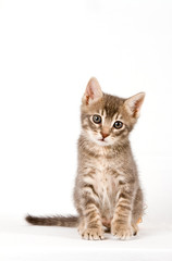 Fototapeta premium Baby cat