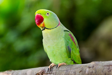 Fototapeta na wymiar green parrot