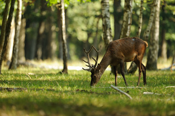 cerf 4