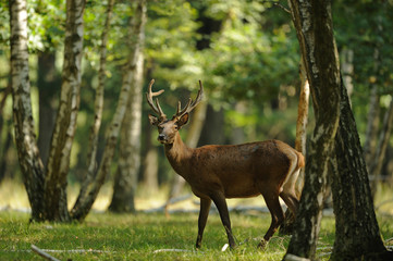 foret © wojciech nowak