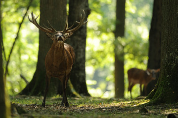 cerf 2 © wojciech nowak