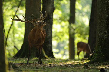 cerf © wojciech nowak