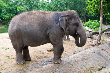 thai elephant