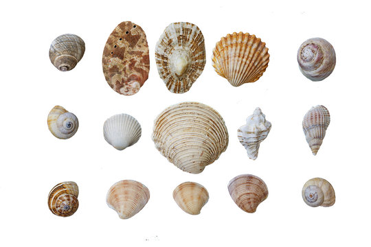shell collection isolated