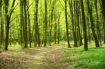 Obraz premium forest