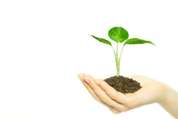plant in hands