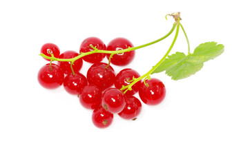 red currant